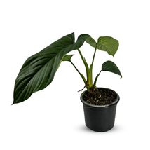 Philodendron Parvidactylum by LEAL PLANTS ECUADOR|  Air Purifying Indoor... - $40.00