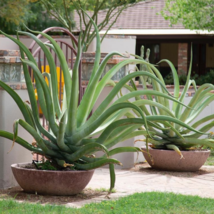 Agave vilmoriniana Succulents Garden Plants - 10 Seeds - $19.85