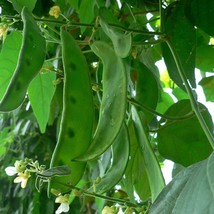 Rare Christmas Lima Bean Seeds (10 Pack) - Vibrant Heirloom Variety / Grow Your  - £3.14 GBP