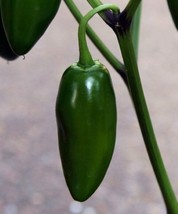 Jalapeno Pepper Seeds 30 Early Jalapeno Spicy Mexican Culinary From US - $7.00