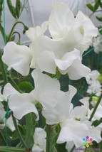 50 Wild Swan Sweet Pea Seeds Free Shipping - $15.48