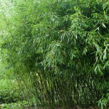 LimaJa 50 Bissetii Bamboo Seeds Privacy Climbing Garden Seed US SELLER - £4.69 GBP