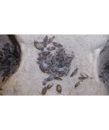100 Porcellionides Pruinosus Oreo Isopods Free Shipping - $42.06
