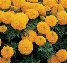 25 Pc Seeds African Marigold Inca Gold Flower, Marigold Seeds for Planting | RK - £16.78 GBP