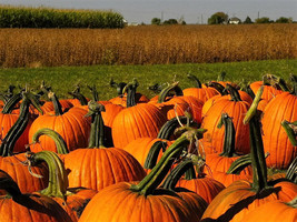 50 pcs Connecticut Field Pumpkin Bigtom Orange Yankee Cucurbita Pepo Seeds - £7.12 GBP