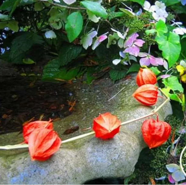 Fresh Physalis Chinese Lanterns Seed Plantas  indoor plants flower floresling