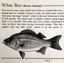 White Bass 1939 Fresh Water Fish Art Gordon Ertz Color Plate Print PCBG20 - $42.03 CAD