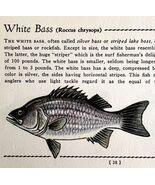 White Bass 1939 Fresh Water Fish Art Gordon Ertz Color Plate Print PCBG20 - $547.38 MXN