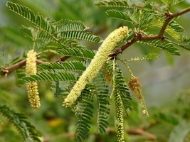 Prosopis Cineraria Seeds Shami Tree Seeds Indian Tropical tree seeds 100... - £7.98 GBP