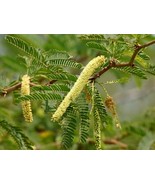 Prosopis Cineraria Seeds Shami Tree Seeds Indian Tropical tree seeds 100... - £7.83 GBP