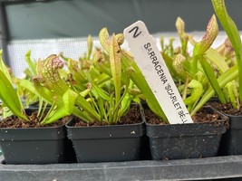 Scarlet Bell Pitcher Plant - Sarracenia Scarlet Bell - Live Plant - €14,27 EUR