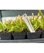 Scarlet Bell Pitcher Plant - Sarracenia Scarlet Bell - Live Plant - $313.42 MXN