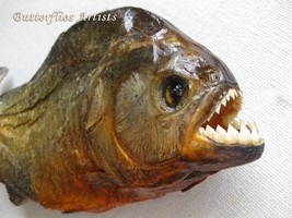 Piranha Red Bellied Razor Teeth Pygocentrus nattereri Framed Taxidermy S... - $2,404.45 MXN