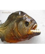 Piranha Red Bellied Razor Teeth Pygocentrus nattereri Framed Taxidermy S... - $128.99