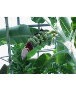 Live Plant Musa - &#39;Gran Nain&#39; - Banana Tree - £27.14 GBP