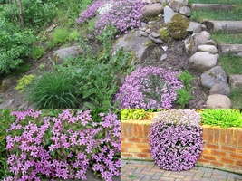 500+PINK ROCK SOAPWORT Perennial Groundcover Seeds Trailing Container Ba... - $16.75