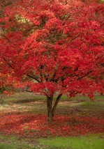 Garden Store Red Paperbark Maple Acer Griseum DW 10 Seeds - £6.45 GBP