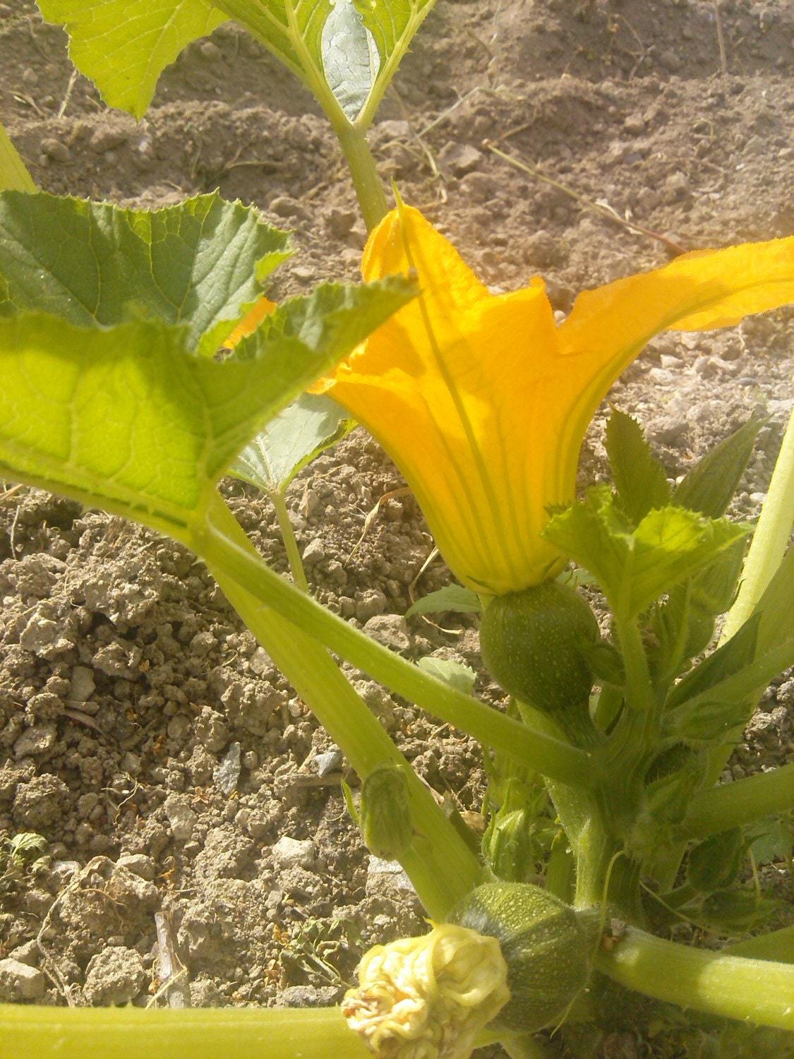 Round squash seeds, code 250,  round squash princess, round zuccini seeds Item image 4