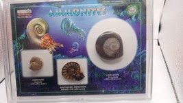 Ammonites Set - 100 Million years old - 3 set in case ~ - £31.48 GBP