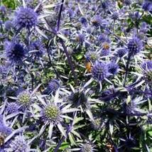 100 Fresh Seeds Sea Holly Eryngium Planum Blue - £7.04 GBP