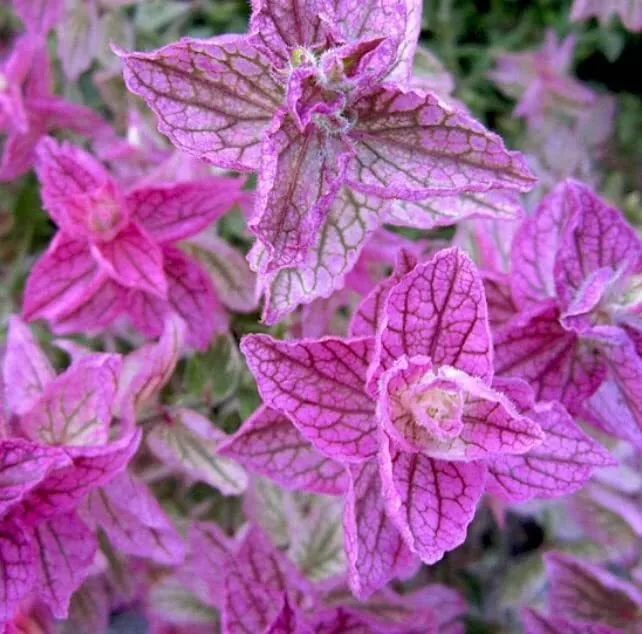 30 Pink Sundae Clary Sage Seeds Easy to Grow Herb - £10.21 GBP