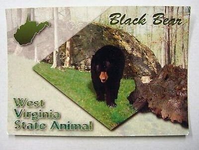 Black Bear The West Virginia State Animal Postcard - $3.42