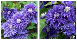 Live Plant Clematis Multi Blue Double Bloom Vine Flowers House Plant Per... - £68.01 GBP