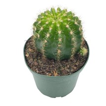 Lemon Barrel Cactus, 4 inch, Echinopsis Calochlora - £11.18 GBP
