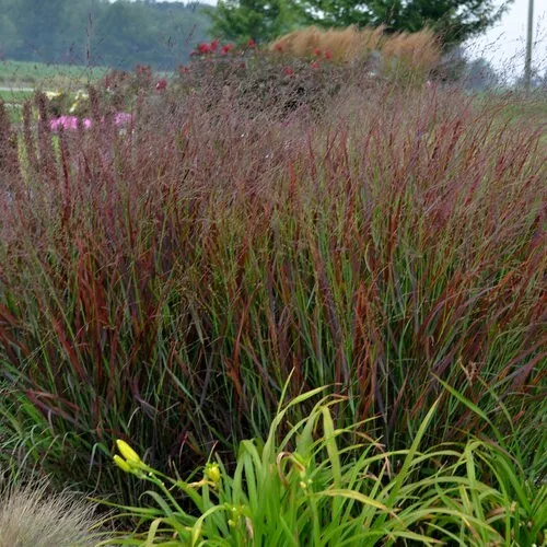 1000 Switchgrass Seeds Native Prairie Tall Grass Clumping Ornamental Per... - $5.94