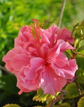 Double Flap Hibiscus Flower, 1000 Seeds D - $14.35
