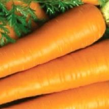 LimaJa Imperator Carrot 100 Seeds | NON-GMO | Heirloom | Fresh Garden Seeds - £3.02 GBP