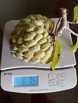 20 Organic Sugar Apple Seeds Annona Squamosa Custard Apple Non-Gmo Garden Usa Sh - $23.98