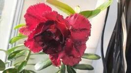 Adenium Blackish Dark Red Desert Rose Flower, 2 seeds - £9.57 GBP
