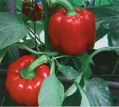 BStore 145 Seeds Yolo Wonder Sweet Red Bell Pepper Capiscum Annuum VegetableA - £7.47 GBP