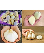Garlic Elephant Garlic Seeds Fresh Harvest Healthy Garlic Seed Gs01050 - €6,90 EUR