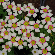 PWO Fresh Oxalis Obtusa Series Bulb - &#39;Crane Dance&#39;, Pack Of One Bulb - $12.78