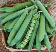 Green Arrow Pea Seeds - Organic &amp; Non Gmo Pea Seeds - Heirloom Seeds - F... - $9.89