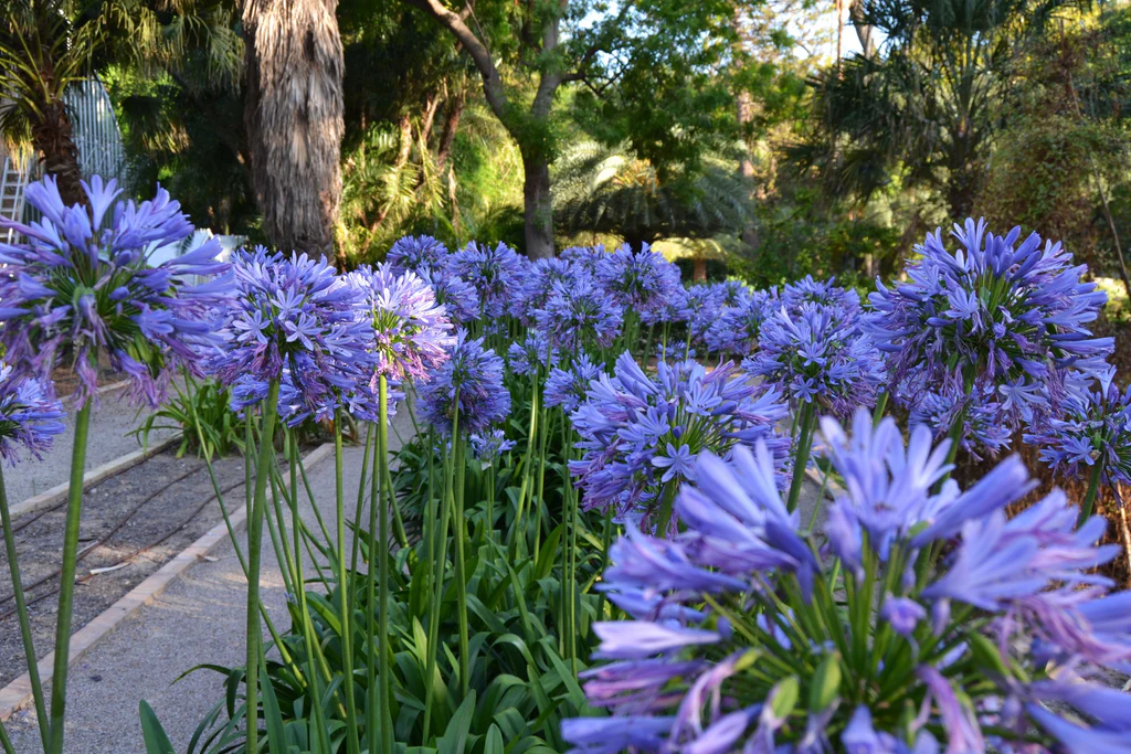 Agapanthus africanus 1 nbrcg wi 1024x1024 thumb200