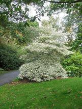 15 Seeds Giant Dogwood Ornamental From US - £7.99 GBP