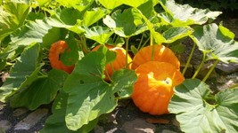 30 Seeds Pumpkin Jack O&#39;lantern Nourish Your Soil With Organic Planting Seeds - £11.95 GBP