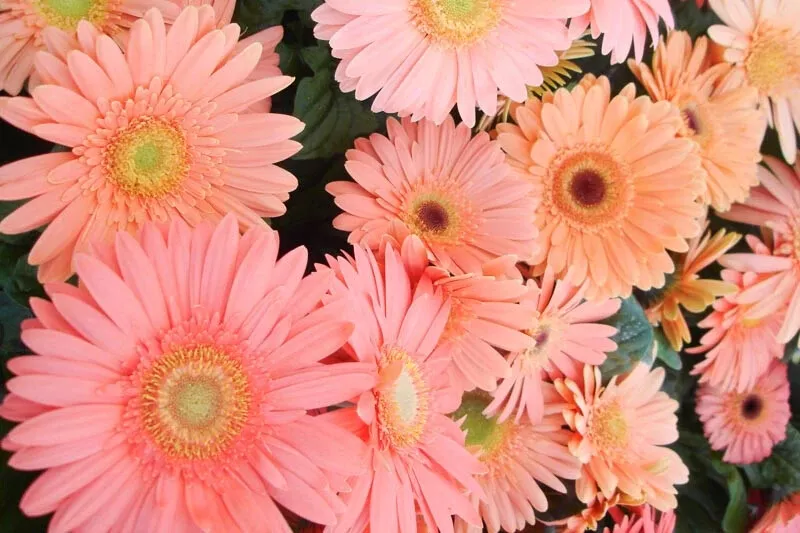 200 Light Pink Gerbera Daisy Seeds Planting Fresh Seeds - $9.86