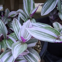 Tradescantia Nanouk cutting Fantasy Venice, Variegated Wandering Jew, Tropical - $7.71+