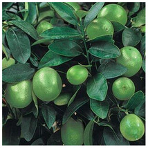 Key Lime Tree Citrus Aurantifolia Fruiting Plant 6-8&quot; Tall 4&quot; Pot - £124.24 GBP
