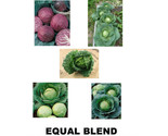 250 Head Cabbage Blend - Fast Shipping - £7.20 GBP