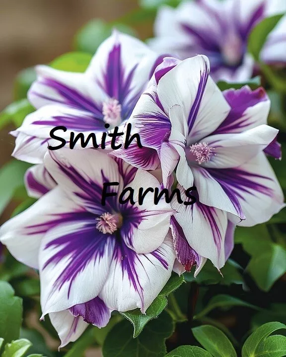 25 Seeds Purple White Variegated Clematis Flowers Clematis Fast US Shipping - $9.50