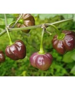 SEED- Hot Pepper Chocolate Pumpkin- Rare Unique - amazing color changing... - $8.03 CAD+