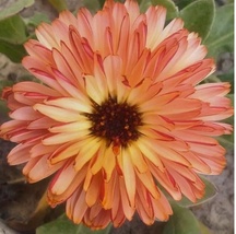 30 Seeds Calendula Pink Surprise Pot Marigold Flower - £6.71 GBP