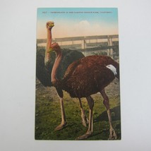 Postcard California Cawston Ostrich Farm Sweethearts Antique Unposted - £4.69 GBP