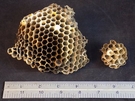 2 PAPER WASP NEST HORNET HIVE NESTS Taxidermy Science Art Project - £7.78 GBP