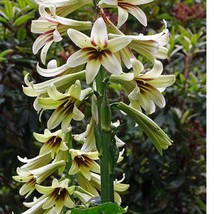 Cardiocrinum Giganteum Giant Lily Seed Fresh Seeds - £9.55 GBP